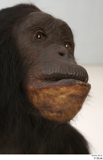 Chimpanzee Bonobo eye face head mouth nose 0002.jpg